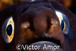 Big eyes ! by Victor Amor 